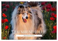 Traumhund Collie - Mein bester Freund (Wandkalender 2026 DIN A2 quer), CALVENDO Monatskalender