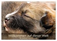 Willkommen auf dieser Welt ihr kleinen Islandhunde (Wandkalender 2027 DIN A4 quer), CALVENDO Monatskalender