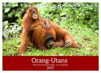 Orang-Utans - Menschen des Regenwaldes (Tischkalender 2027 DIN A5 quer), CALVENDO Monatskalender