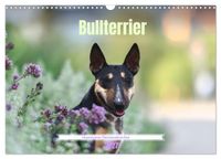 Bullterrier - charmante Herzensbrecher (Wandkalender 2027 DIN A3 quer), CALVENDO Monatskalender