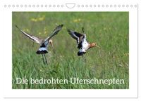 Die bedrohten Uferschnepfen (Wandkalender 2027 DIN A4 quer), CALVENDO Monatskalender