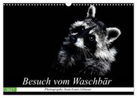 Besuch vom Waschbär (Wandkalender 2027 DIN A3 quer), CALVENDO Monatskalender