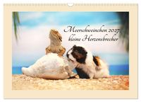 Meerschweinchen 2027, kleine Herzensbrecher (Wandkalender 2027 DIN A3 quer), CALVENDO Monatskalender