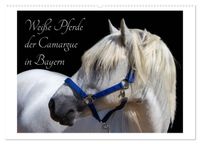Weiße Pferde der Camargue in Bayern (Wandkalender 2027 DIN A2 quer), CALVENDO Monatskalender