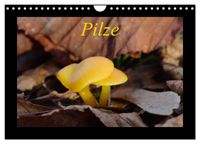 Pilze (Wandkalender 2027 DIN A4 quer), CALVENDO Monatskalender