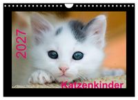 Katzenkinder (Wandkalender 2027 DIN A4 quer), CALVENDO Monatskalender