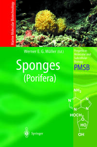 Sponges (Porifera)