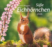 times&more Eichhörnchen Bildkalender 2026