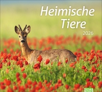 times&more Heimische Tiere Bildkalender 2026