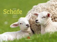 Schafe Kalender 2026