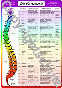 Wirbelsäulenzuordnungen