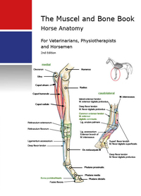 Veterinary Horse Anatomy Muscels and Bones